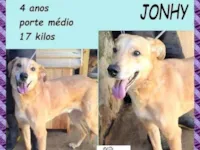 Cachorro raça SRD-ViraLata idade 4 anos nome Jonhy