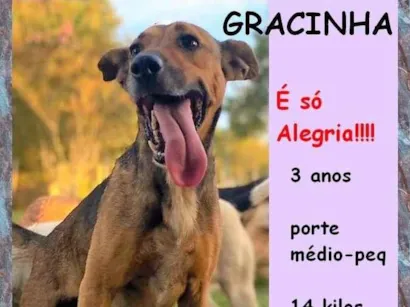 Cachorro raça SRD-ViraLata idade 3 anos nome Gracinha