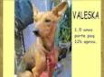 Valeska