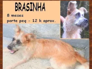 Cachorro raça SRD-ViraLata idade 7 a 11 meses nome Brasinha