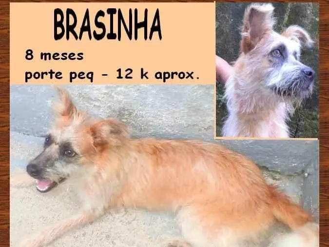 Cachorro ra a SRD-ViraLata idade 7 a 11 meses nome Brasinha
