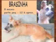 Brasinha