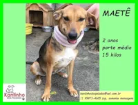 Cachorro raça SRD-ViraLata idade 2 anos nome Maetê