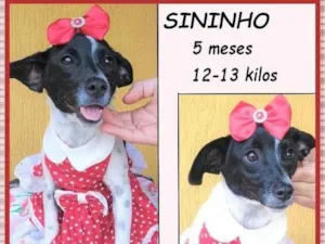 Cachorro raça SRD-ViraLata idade 2 a 6 meses nome Sininho
