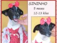Sininho