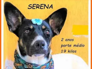 Cachorro raça SRD-ViraLata idade 2 anos nome Serena