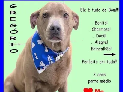 Cachorro raça SRD-ViraLata idade 3 anos nome Gregório