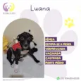 Luana
