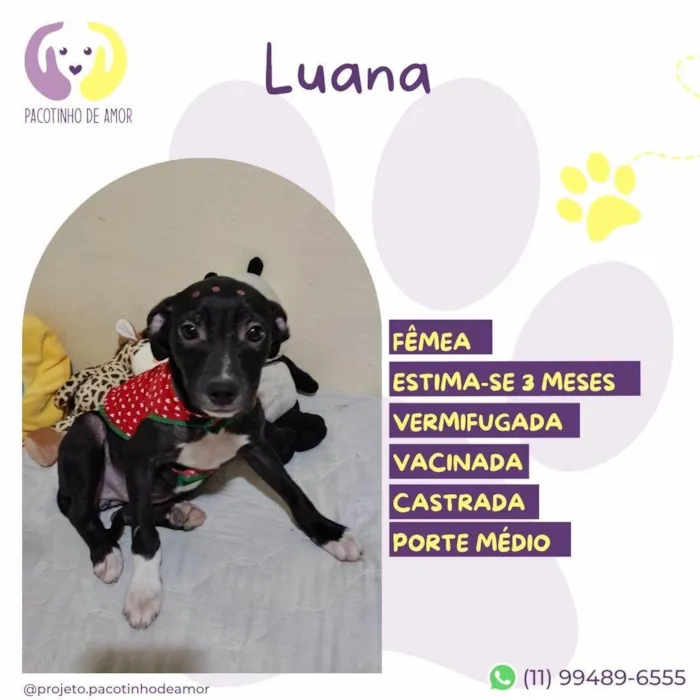 Cachorro ra a SRD-ViraLata idade 2 a 6 meses nome Luana