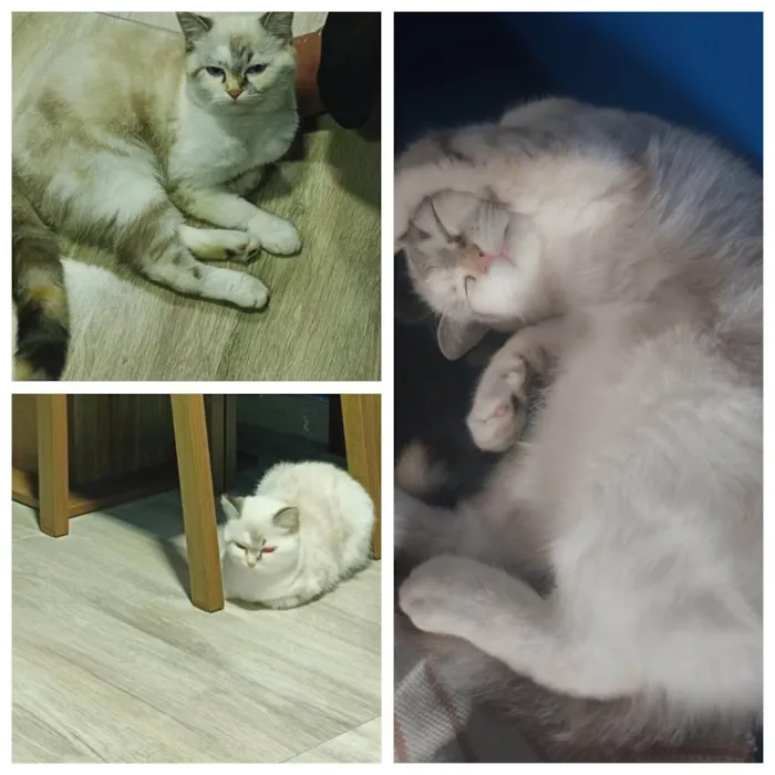 Gato ra a Persa idade 2 a 6 meses nome Chay