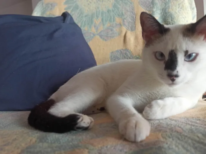 Gato ra a SRD-ViraLata idade 1 ano nome Gata Perdida