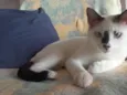 Gata Perdida