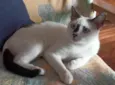 Gata Perdida