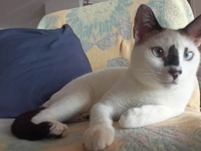 Gato ra a SRD-ViraLata idade 1 ano nome Gata Perdida