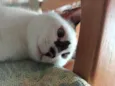Gata Perdida