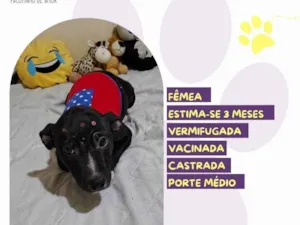 Cachorro raça SRD-ViraLata idade 2 a 6 meses nome Lua