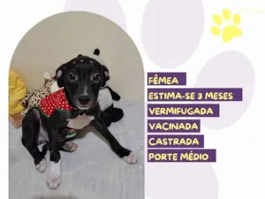 Cachorro raça SRD-ViraLata idade 2 a 6 meses nome Luana