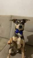 Zeca