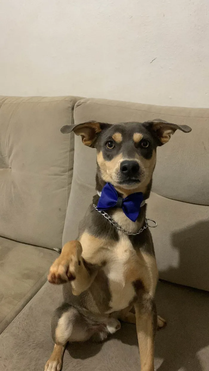 Cachorro ra a SRD-ViraLata idade 1 ano nome Zeca