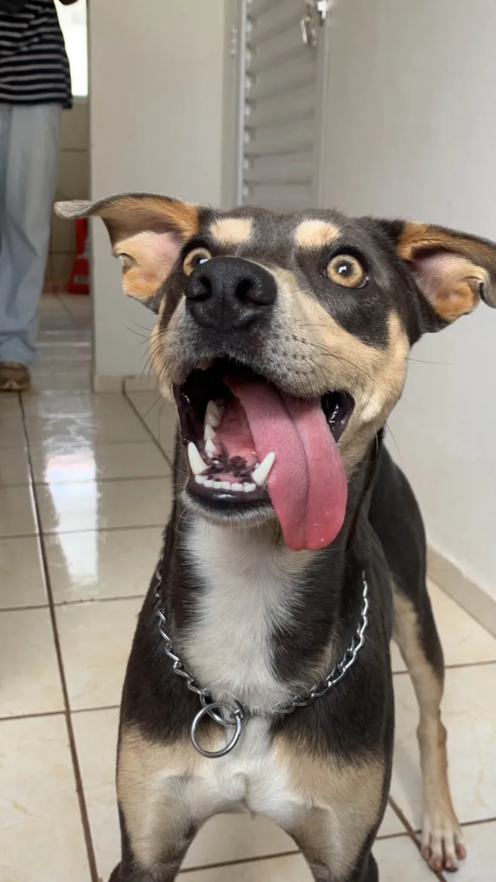 Cachorro ra a SRD-ViraLata idade 1 ano nome Zeca