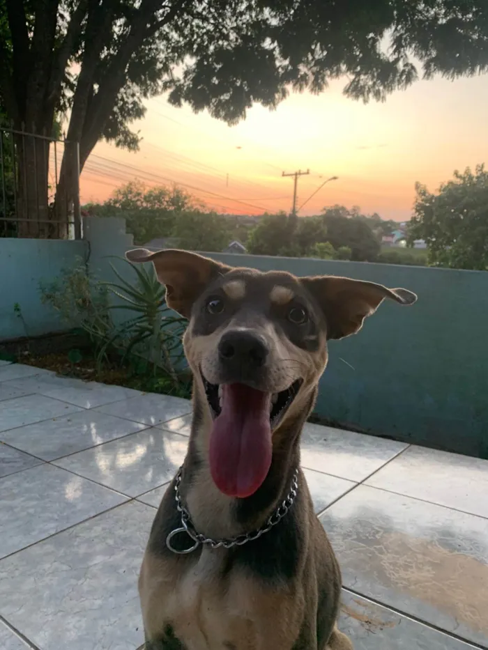 Cachorro ra a SRD-ViraLata idade 1 ano nome Zeca