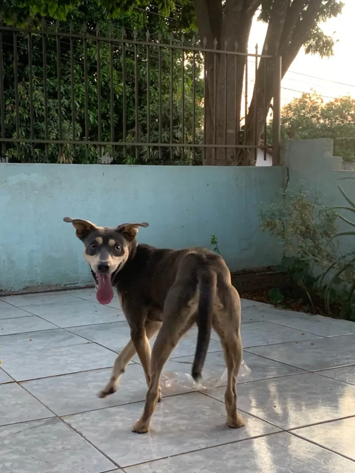 Cachorro ra a SRD-ViraLata idade 1 ano nome Zeca