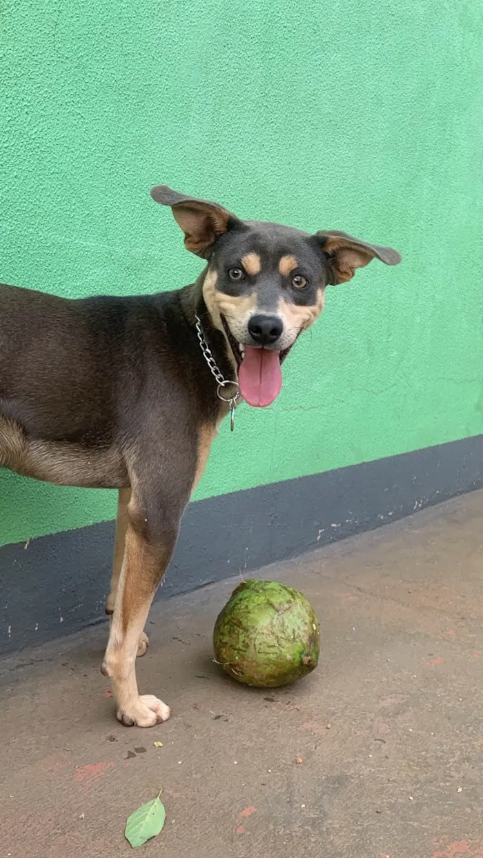 Cachorro ra a SRD-ViraLata idade 1 ano nome Zeca
