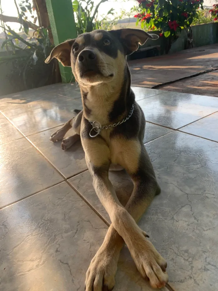 Cachorro ra a SRD-ViraLata idade 1 ano nome Zeca