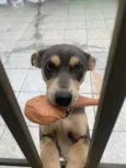 Zeca