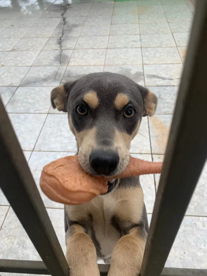 Cachorro ra a SRD-ViraLata idade 1 ano nome Zeca