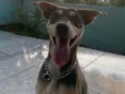 Zeca