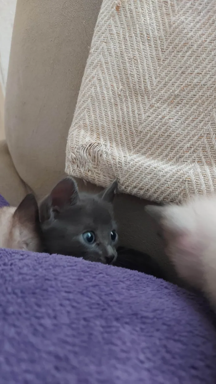 Gato ra a SRD-ViraLata idade 2 a 6 meses nome Sem nome 