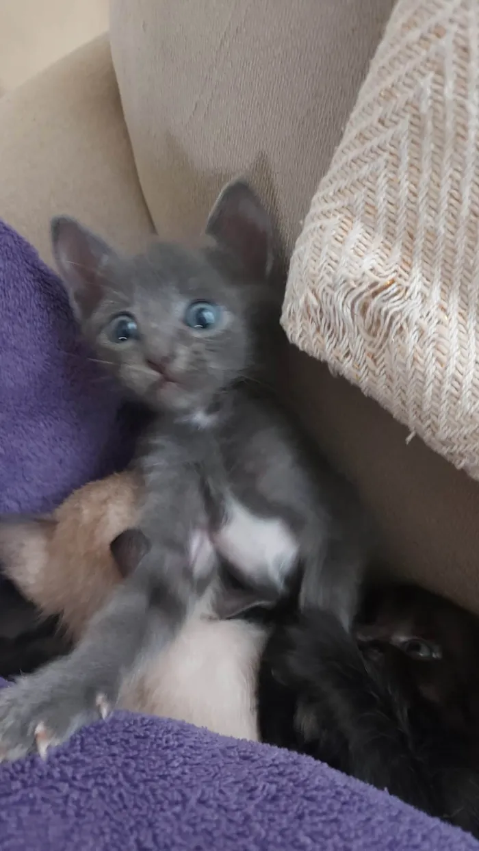 Gato ra a SRD-ViraLata idade 2 a 6 meses nome Sem nome 