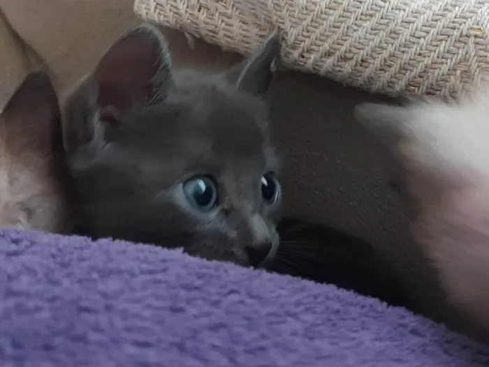 Gato ra a SRD-ViraLata idade 2 a 6 meses nome Sem nome 