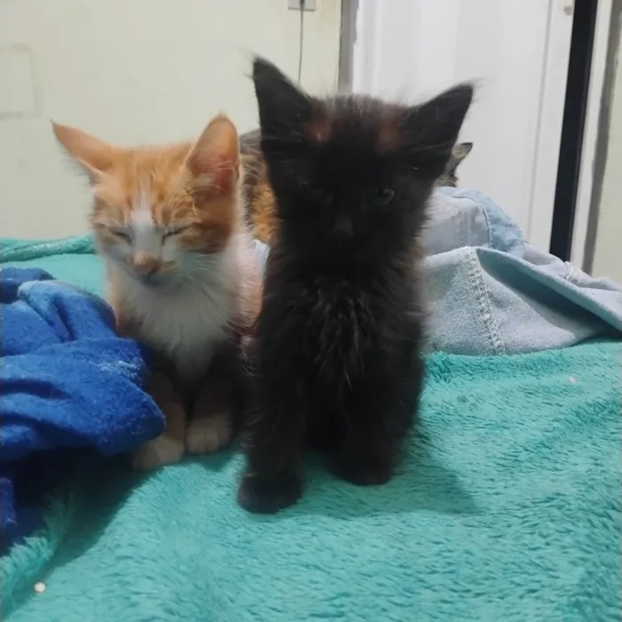 Gato ra a SRD-ViraLata idade Abaixo de 2 meses nome Sem nome 