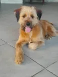 Chico