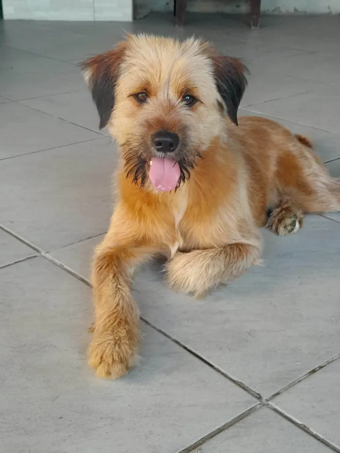 Cachorro ra a SRD-ViraLata idade 3 anos nome Chico
