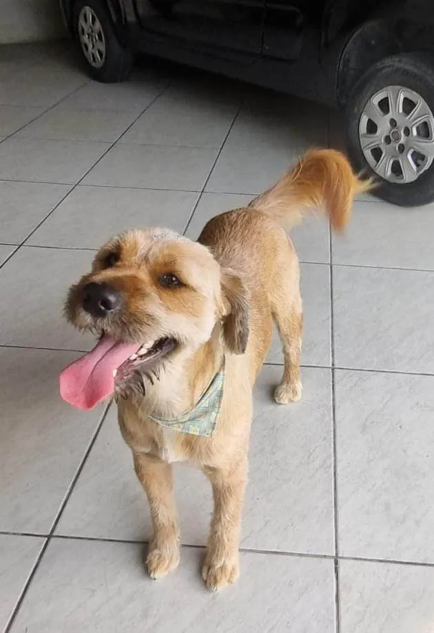 Cachorro ra a SRD-ViraLata idade 3 anos nome Chico