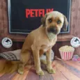 Chico