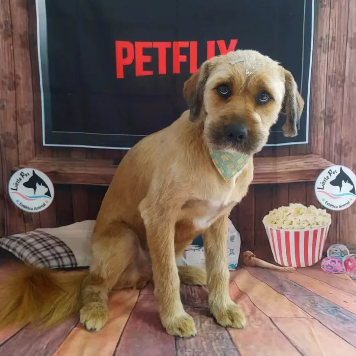 Cachorro ra a SRD-ViraLata idade 3 anos nome Chico