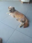 Chico