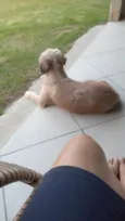 Chico