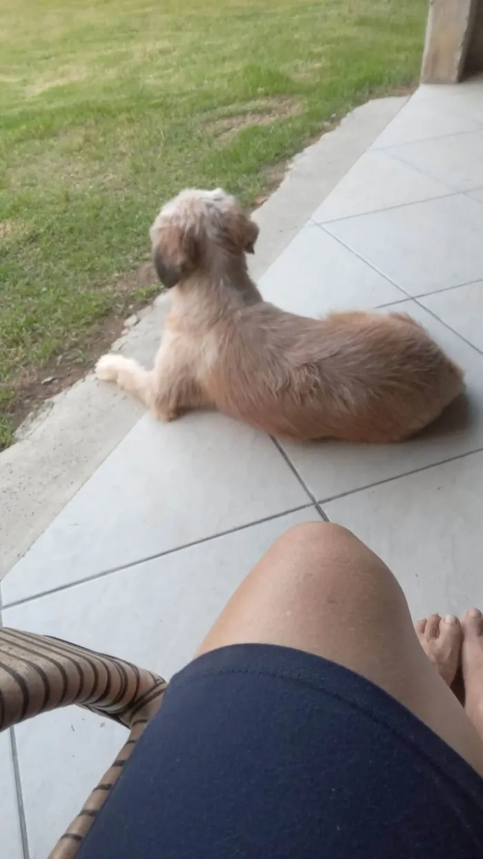 Cachorro ra a SRD-ViraLata idade 3 anos nome Chico