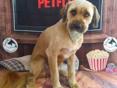 Cachorro raça SRD-ViraLata idade 3 anos nome Chico