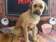 Chico