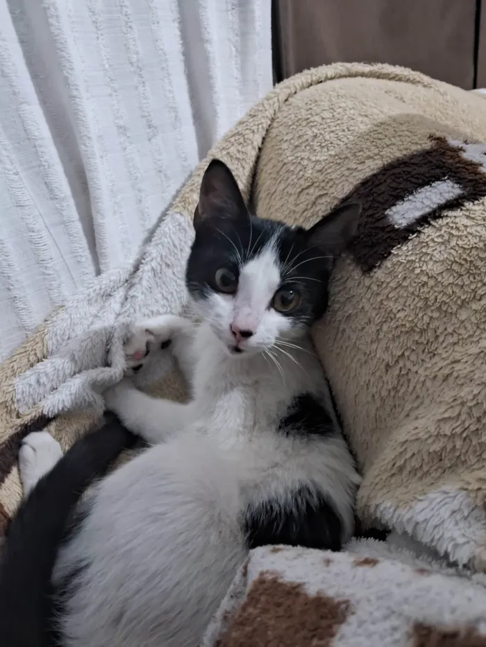 Gato ra a SRD-ViraLata idade 2 a 6 meses nome Sem nome