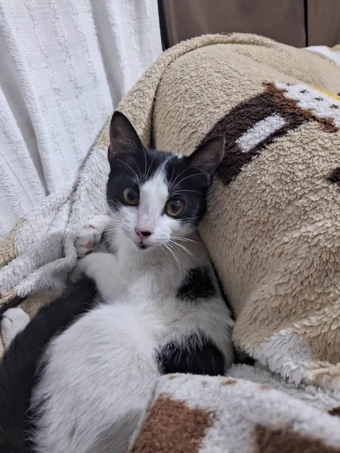 Gato ra a SRD-ViraLata idade 2 a 6 meses nome Sem nome