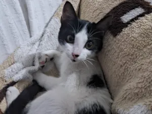 Gato raça SRD-ViraLata idade 2 a 6 meses nome Sem nome