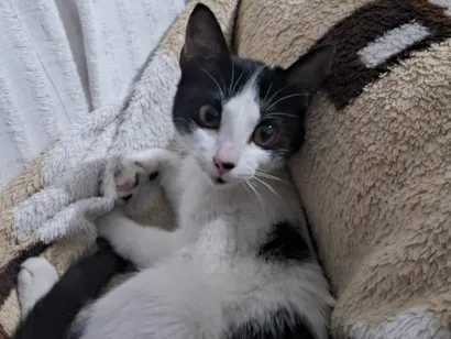 Gato raça SRD-ViraLata idade 2 a 6 meses nome Sem nome