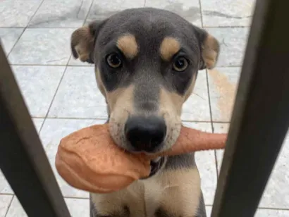 Cachorro raça SRD-ViraLata idade 1 ano nome Zeca